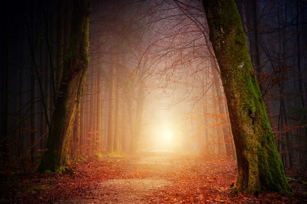 foggy forest path